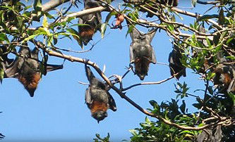 Blackbutt Reserve - Accommodation Fremantle 1
