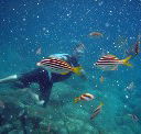 Imagine Cruises - Accommodation Fremantle