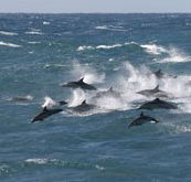 Tamboi Queen Cruises - Accommodation Fremantle