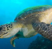 Byron Bay Dive Centre - Accommodation Fremantle