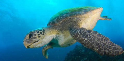 Byron Bay Dive Centre - Accommodation Fremantle 0