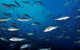 Byron Bay Dive Centre - thumb 2