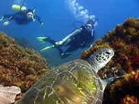 Byron Bay Dive Centre - Accommodation Fremantle 3