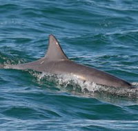 Byron Bay Dolphin Wildlife Tours - Accommodation Fremantle