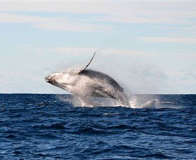 Manly Ocean Adventures - Accommodation Fremantle 4