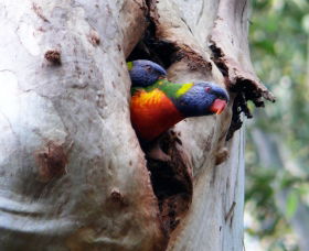 Cumberland State Forest - Accommodation Fremantle 0