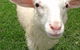 Golden Ridge Animal Farm - thumb 0