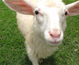 Golden Ridge Animal Farm - Accommodation Fremantle 0