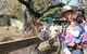 Golden Ridge Animal Farm - thumb 1