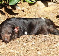 Symbio Wildlife Park - Accommodation Fremantle