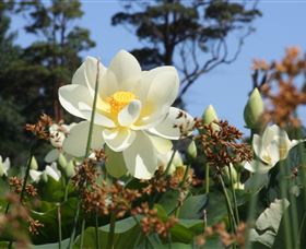 Mt Penang Gardens - Accommodation Fremantle 2
