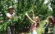 Forest Range Cherries - thumb 0