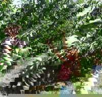 Forest Range Cherries - Accommodation Fremantle