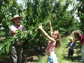 Forest Range Cherries - Accommodation Fremantle 0