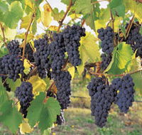Hills Short Wine and Food Trail - Accommodation Fremantle