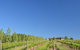 McLaren Vale III Associates - thumb 3