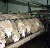 Island Pure Sheep Dairy And Cheese Factory - Accommodation Fremantle