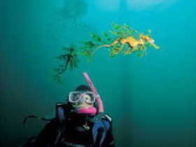 Rapid Bay Beach - Accommodation Fremantle 1