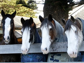 Victor Harbor Horse Drawn Tramway - Accommodation Fremantle 0
