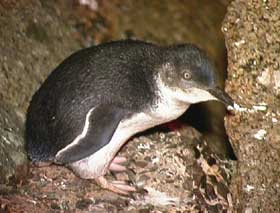 Granite Island Recreation Park - Accommodation Fremantle 1