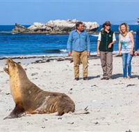 Seal Bay Conservation Park - Accommodation Fremantle