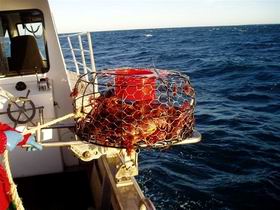 Lacepede Seafood - Accommodation Fremantle 1