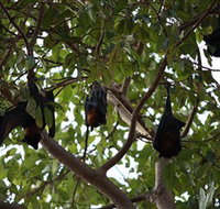 Manngarre Rainforest Walk - Accommodation Fremantle