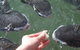 Aquascene - thumb 1