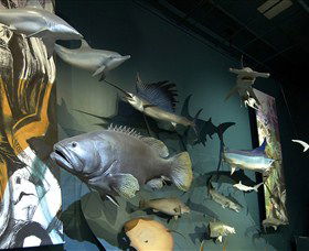 Museum And Art Gallery Of The Northern Territory - Accommodation Fremantle 4
