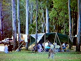 Carnarvon Gorge, Carnarvon National Park - Accommodation Fremantle 2