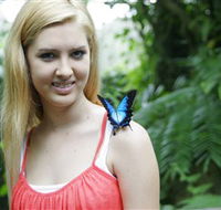 Australian Butterfly Sanctuary - Accommodation Fremantle