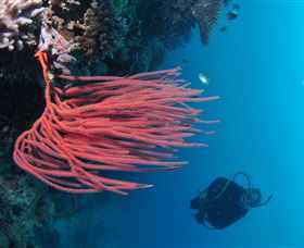Eddy Reef Dive Site - Accommodation Fremantle 0