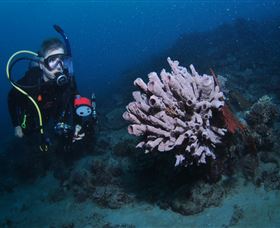 Eddy Reef Dive Site - Accommodation Fremantle 1
