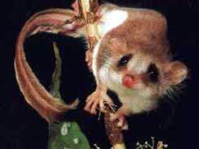Carrowong Fauna Sanctuary - Accommodation Fremantle 0