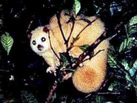 Carrowong Fauna Sanctuary - Accommodation Fremantle 1
