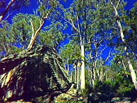 Blackdown Tableland National Park - Accommodation Fremantle 3