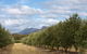 Red Rock Olives - thumb 1