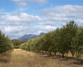 Red Rock Olives - Accommodation Fremantle 1