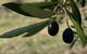 Red Rock Olives - thumb 0