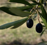 Red Rock Olives - Accommodation Fremantle