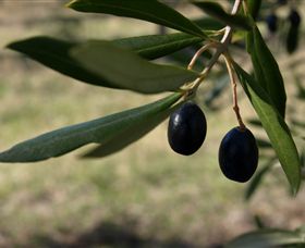 Red Rock Olives - Accommodation Fremantle 0