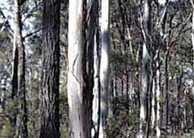 Kingower VIC Accommodation Fremantle