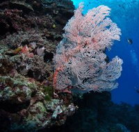Barracuda Bommie Dive Site - Accommodation Fremantle