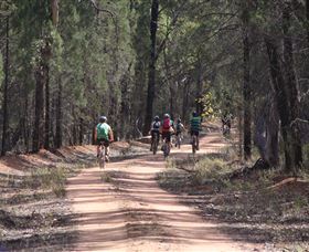 Pilliga Forest - Accommodation Fremantle 7