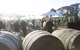 Quoin Hill Vineyard - thumb 6