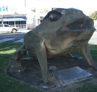 Big Cane Toad - Accommodation Fremantle