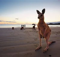 Wallabies on the Beach at Cape Hillsborough - Accommodation Fremantle