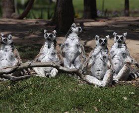 Savannah Visitor Plaza, Taronga Western Plains Zoo Dubbo - Accommodation Fremantle 0