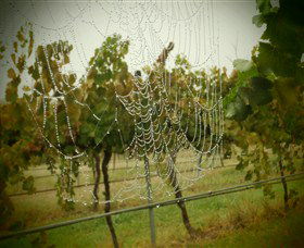 Red Earth Estate Vineyard - Accommodation Fremantle 8