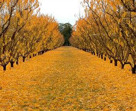 Sun Country On The Murray Farm Gate Trail - Accommodation Fremantle 0